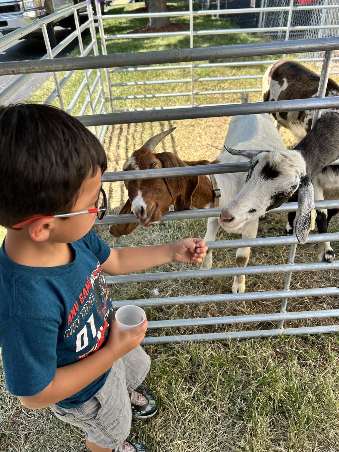 A young boy feeding goats through a fence at an outdoor petting zoo